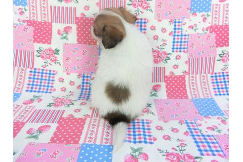 成約済の千葉県のパピヨン-112144の2枚目